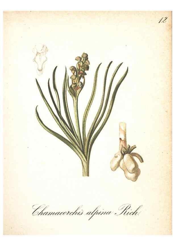 Reproducción/Reproduction 7348743008: Die Alpenpflanzen nach der Natur gemalt /. Prag :F. Tempsky,1879-1884.