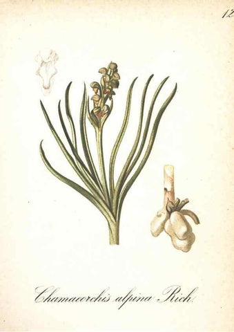 Reproducción/Reproduction 7348743008: Die Alpenpflanzen nach der Natur gemalt /. Prag :F. Tempsky,1879-1884.