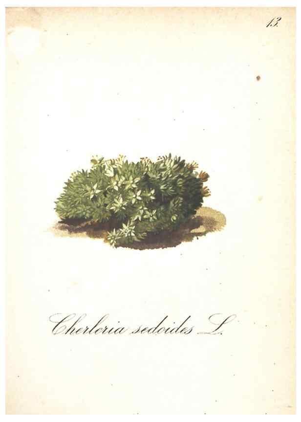 Reproducción/Reproduction 7163532843: Die Alpenpflanzen nach der Natur gemalt /. Prag :F. Tempsky,1879-1884.