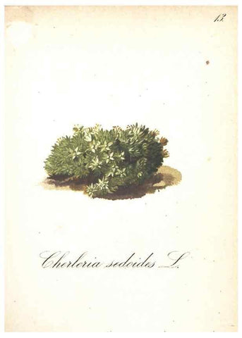 Reproducción/Reproduction 7163532843: Die Alpenpflanzen nach der Natur gemalt /. Prag :F. Tempsky,1879-1884.