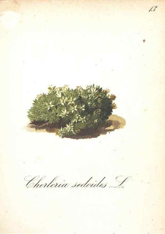 Reproducción/Reproduction 7163532843: Die Alpenpflanzen nach der Natur gemalt /. Prag :F. Tempsky,1879-1884.