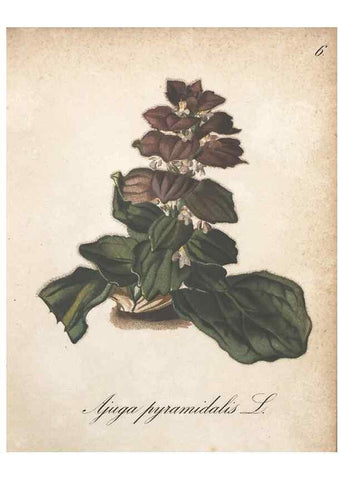 Reproducción/Reproduction 7163528161: Die Alpenpflanzen nach der Natur gemalt /. Prag :F. Tempsky,1879-1884.