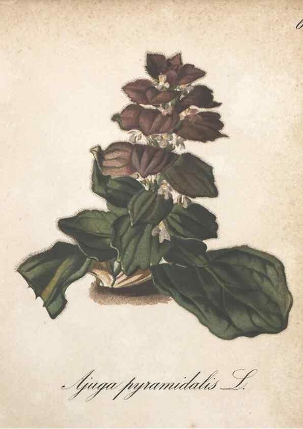 Reproducción/Reproduction 7163528161: Die Alpenpflanzen nach der Natur gemalt /. Prag :F. Tempsky,1879-1884.