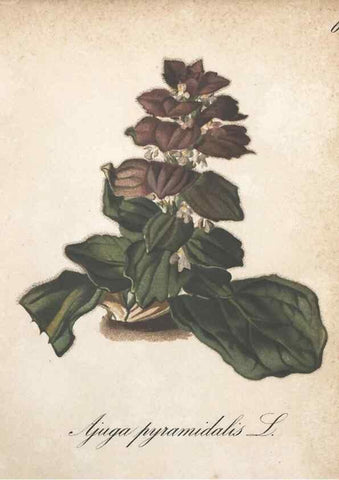 Reproducción/Reproduction 7163528161: Die Alpenpflanzen nach der Natur gemalt /. Prag :F. Tempsky,1879-1884.