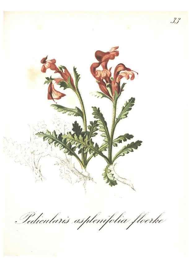 Reproducción/Reproduction 7163547317: Die Alpenpflanzen nach der Natur gemalt /. Prag :F. Tempsky,1879-1884.
