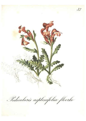 Reproducción/Reproduction 7163547317: Die Alpenpflanzen nach der Natur gemalt /. Prag :F. Tempsky,1879-1884.