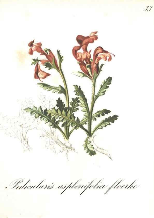 Reproducción/Reproduction 7163547317: Die Alpenpflanzen nach der Natur gemalt /. Prag :F. Tempsky,1879-1884.