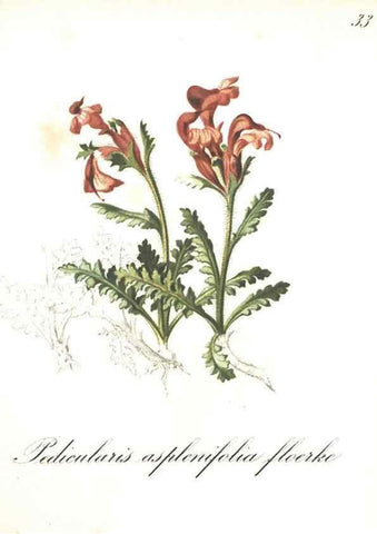 Reproducción/Reproduction 7163547317: Die Alpenpflanzen nach der Natur gemalt /. Prag :F. Tempsky,1879-1884.