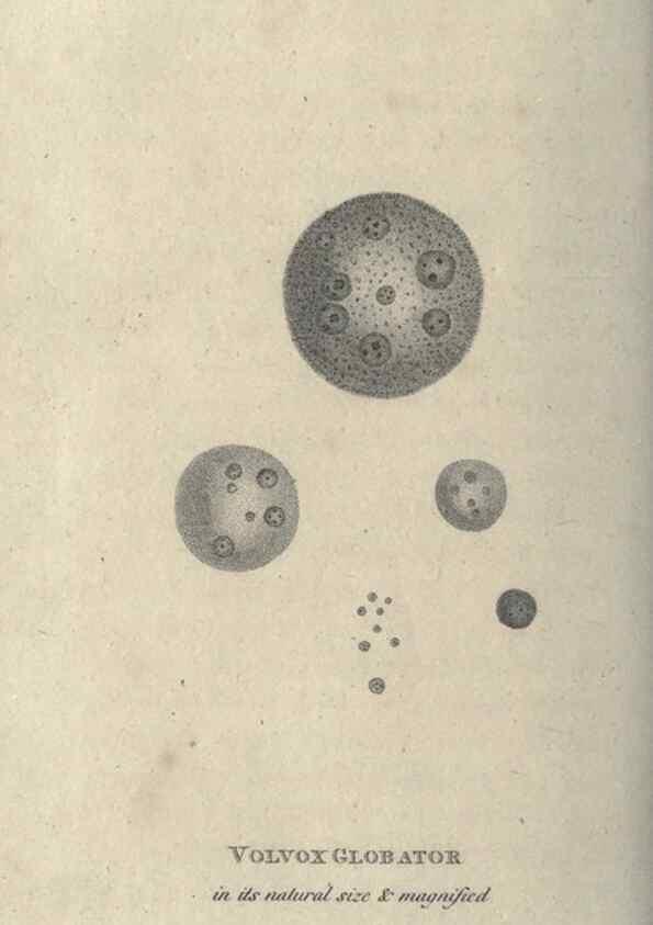Reproducción/Reproduction 7344950920: Zoological lectures delivered at the Royal Institution. London,Kearsley,1809.