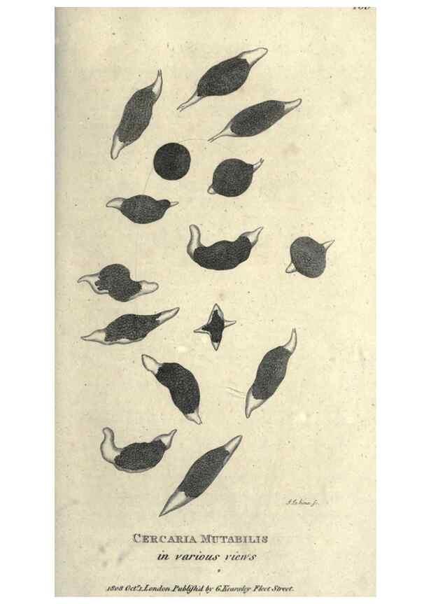 Reproducción/Reproduction 7159742365: Zoological lectures delivered at the Royal Institution. London,Kearsley,1809.