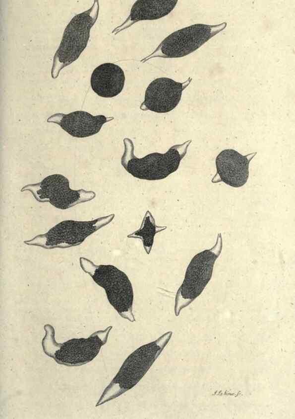 Reproducción/Reproduction 7159742365: Zoological lectures delivered at the Royal Institution. London,Kearsley,1809.