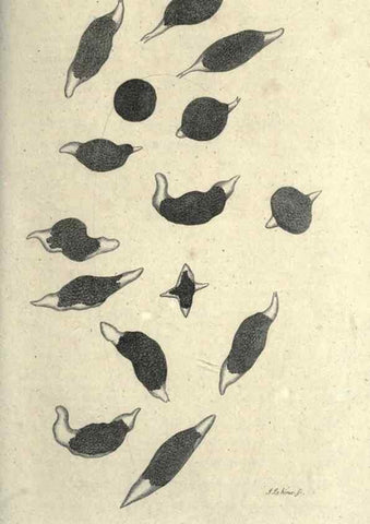 Reproducción/Reproduction 7159742365: Zoological lectures delivered at the Royal Institution. London,Kearsley,1809.