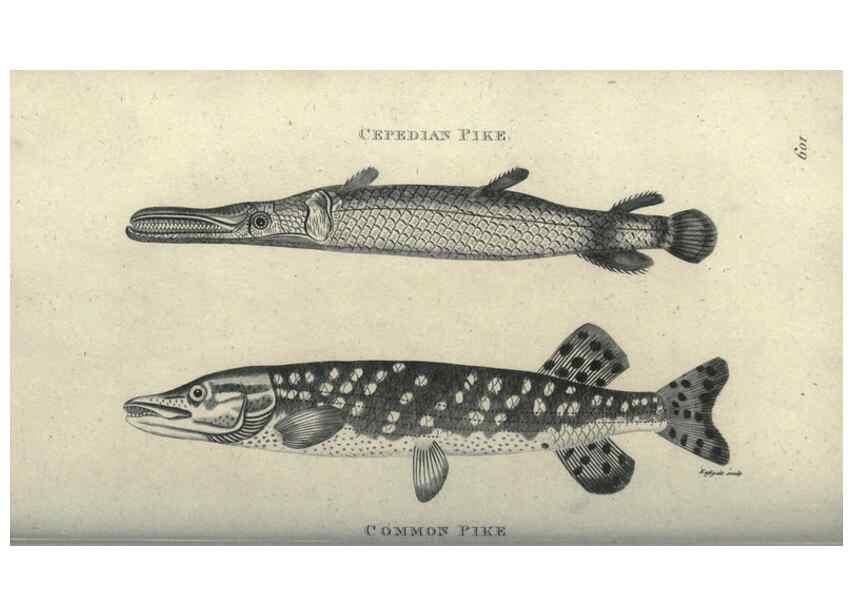 Reproducción/Reproduction 7344897454: Zoological lectures delivered at the Royal Institution. London,Kearsley,1809.