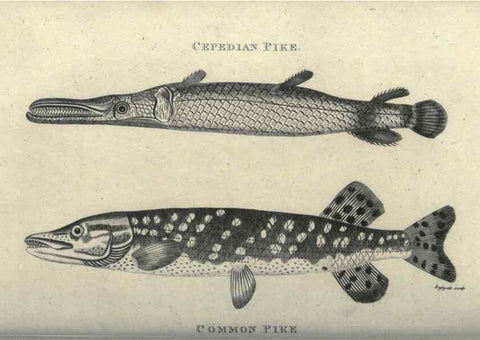 Reproducción/Reproduction 7344897454: Zoological lectures delivered at the Royal Institution. London,Kearsley,1809.