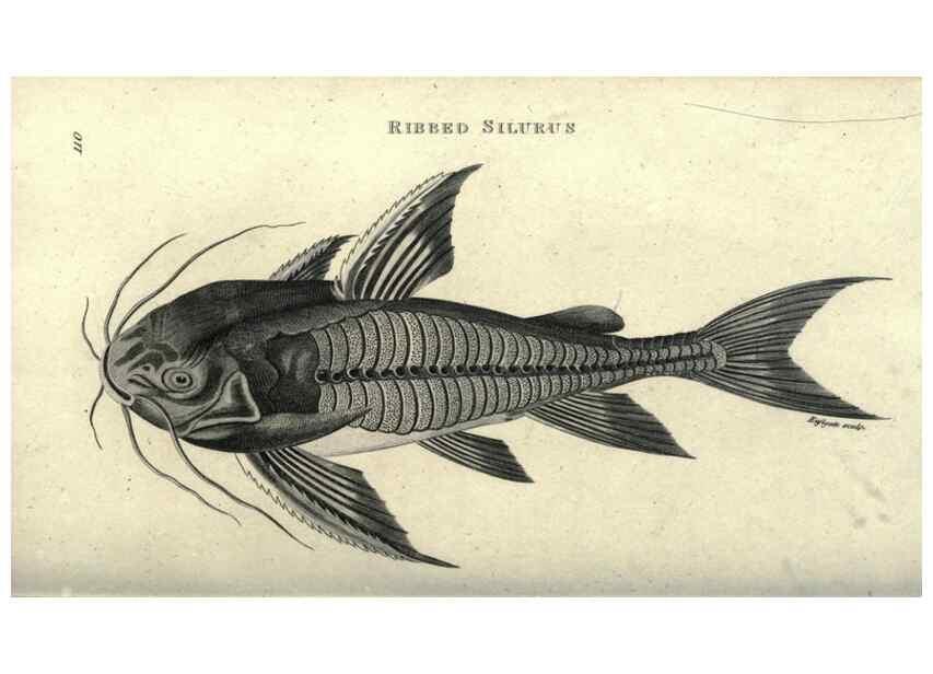 Reproducción/Reproduction 7344898556: Zoological lectures delivered at the Royal Institution. London,Kearsley,1809.