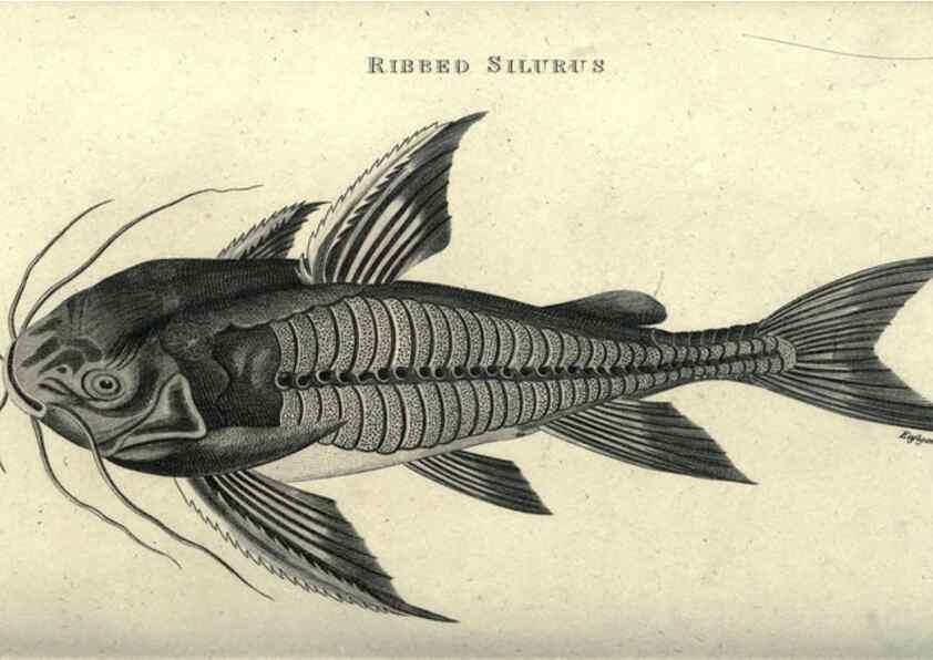 Reproducción/Reproduction 7344898556: Zoological lectures delivered at the Royal Institution. London,Kearsley,1809.