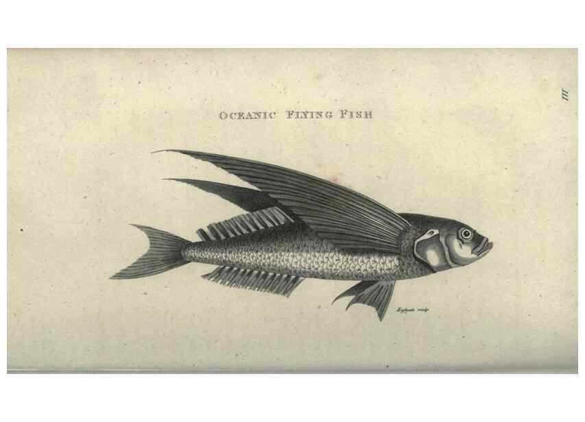 Reproducción/Reproduction 7344899414: Zoological lectures delivered at the Royal Institution. London,Kearsley,1809.