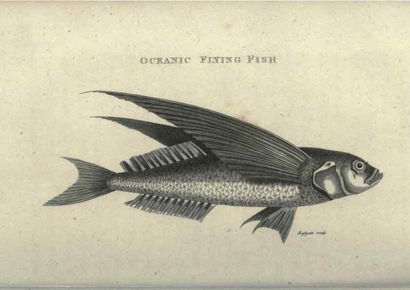 Reproducción/Reproduction 7344899414: Zoological lectures delivered at the Royal Institution. London,Kearsley,1809.