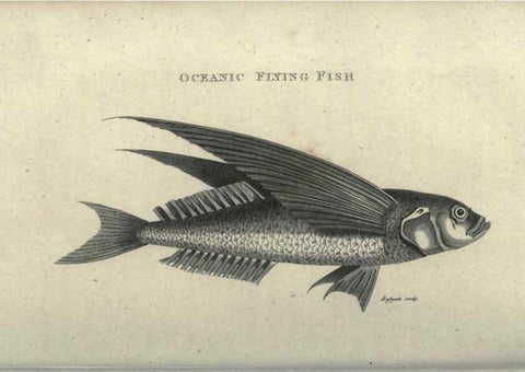 Reproducción/Reproduction 7344899414: Zoological lectures delivered at the Royal Institution. London,Kearsley,1809.