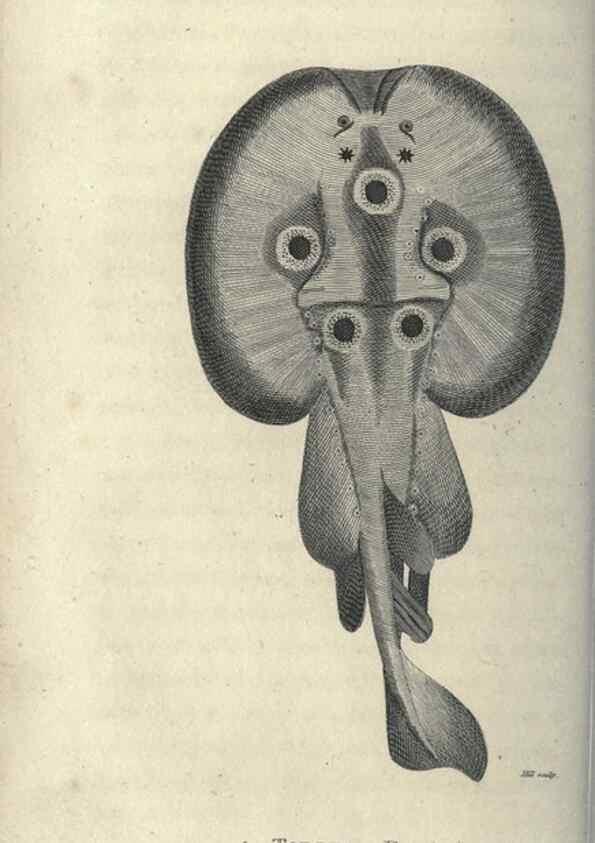 Reproducción/Reproduction 7344900340: Zoological lectures delivered at the Royal Institution. London,Kearsley,1809.