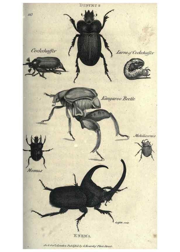 Reproducción/Reproduction 7344901180: Zoological lectures delivered at the Royal Institution. London,Kearsley,1809.