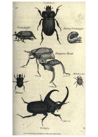 Reproducción/Reproduction 7344901180: Zoological lectures delivered at the Royal Institution. London,Kearsley,1809.