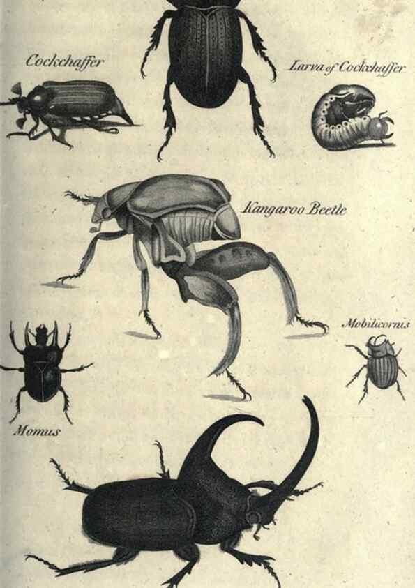 Reproducción/Reproduction 7344901180: Zoological lectures delivered at the Royal Institution. London,Kearsley,1809.