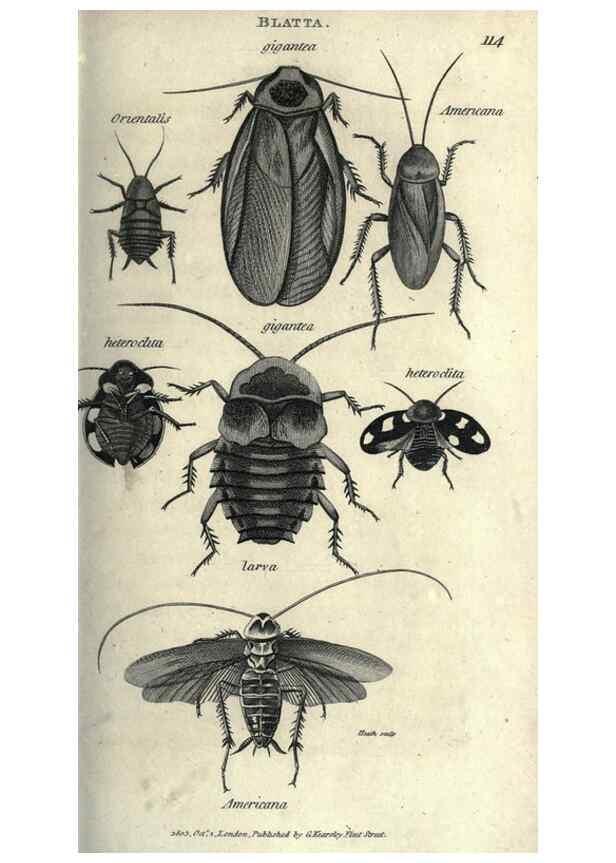 Reproducción/Reproduction 7344901908: Zoological lectures delivered at the Royal Institution. London,Kearsley,1809.