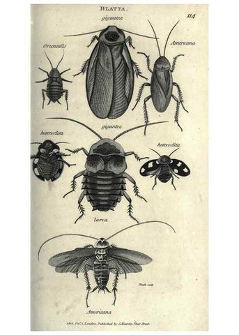 Reproducción/Reproduction 7344901908: Zoological lectures delivered at the Royal Institution. London,Kearsley,1809.