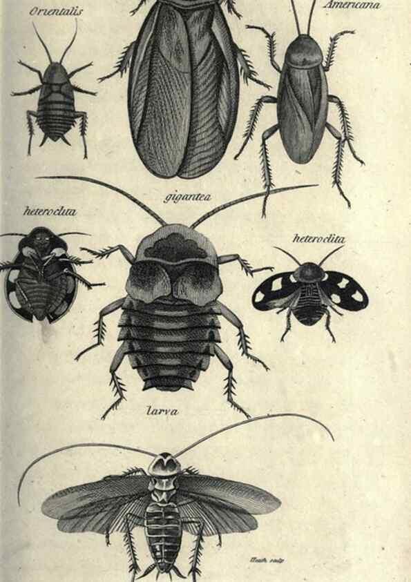 Reproducción/Reproduction 7344901908: Zoological lectures delivered at the Royal Institution. London,Kearsley,1809.