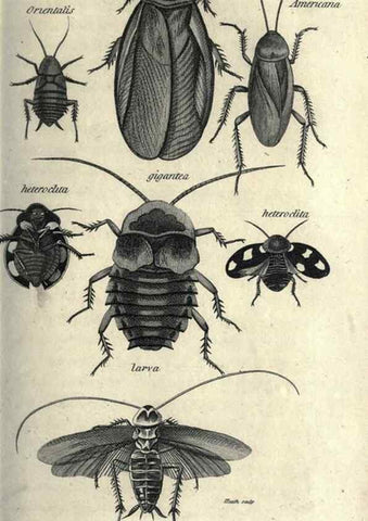 Reproducción/Reproduction 7344901908: Zoological lectures delivered at the Royal Institution. London,Kearsley,1809.