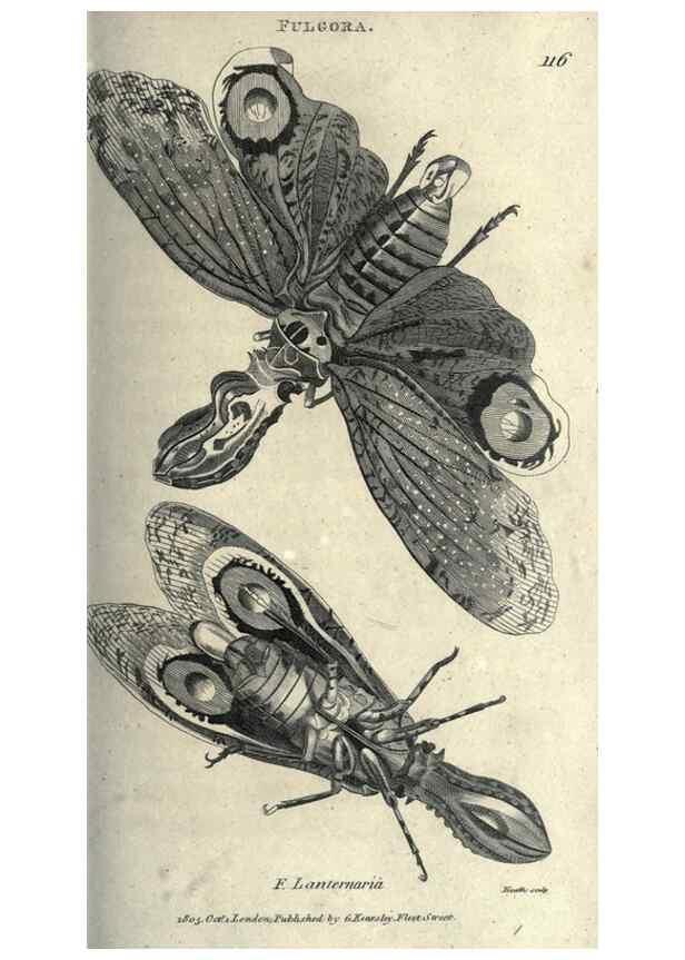Reproducción/Reproduction 7159696853: Zoological lectures delivered at the Royal Institution. London,Kearsley,1809.