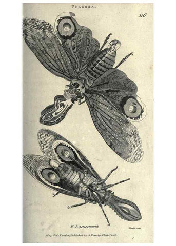 Reproducción/Reproduction 7159696853: Zoological lectures delivered at the Royal Institution. London,Kearsley,1809.
