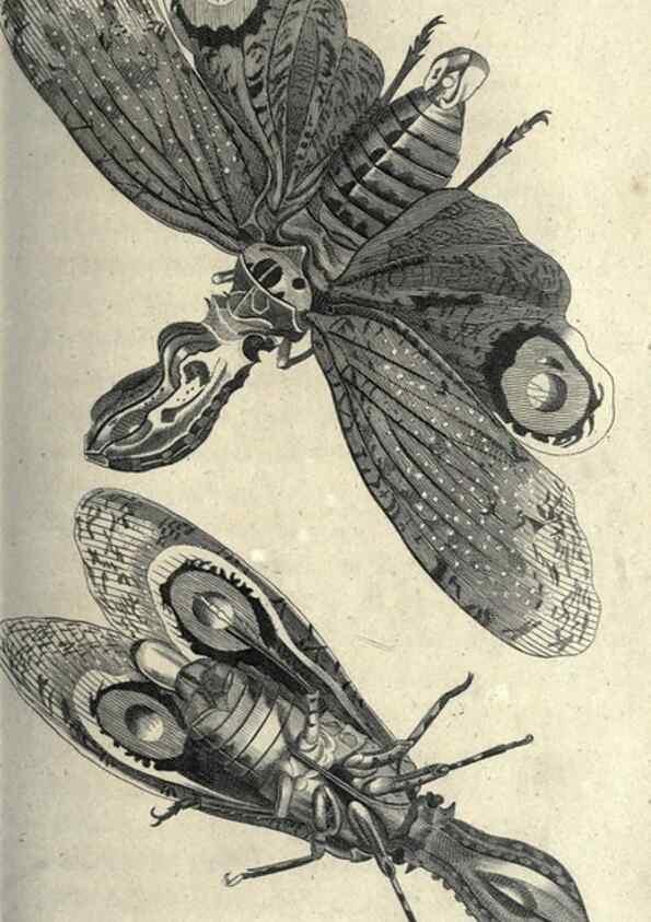 Reproducción/Reproduction 7159696853: Zoological lectures delivered at the Royal Institution. London,Kearsley,1809.