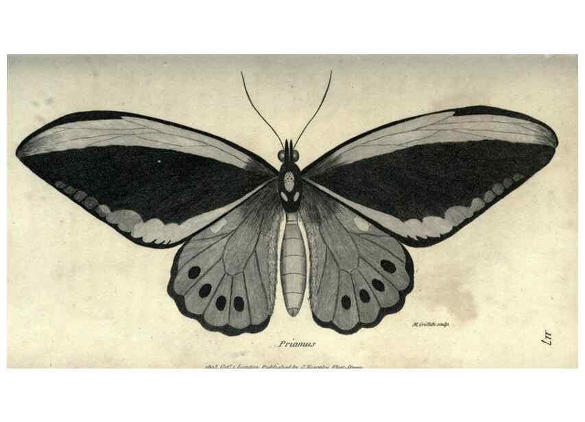 Reproducción/Reproduction 7344904574: Zoological lectures delivered at the Royal Institution. London,Kearsley,1809.