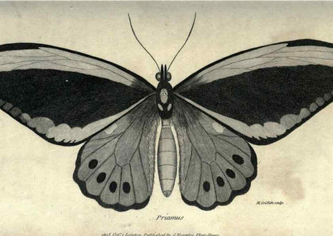 Reproducción/Reproduction 7344904574: Zoological lectures delivered at the Royal Institution. London,Kearsley,1809.