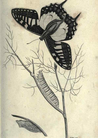 Reproducción/Reproduction 7344905758: Zoological lectures delivered at the Royal Institution. London,Kearsley,1809.