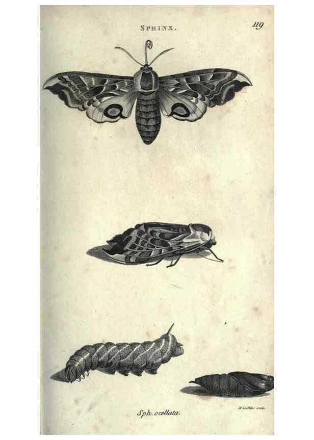 Reproducción/Reproduction 7344907830: Zoological lectures delivered at the Royal Institution. London,Kearsley,1809.
