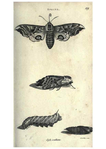 Reproducción/Reproduction 7344907830: Zoological lectures delivered at the Royal Institution. London,Kearsley,1809.