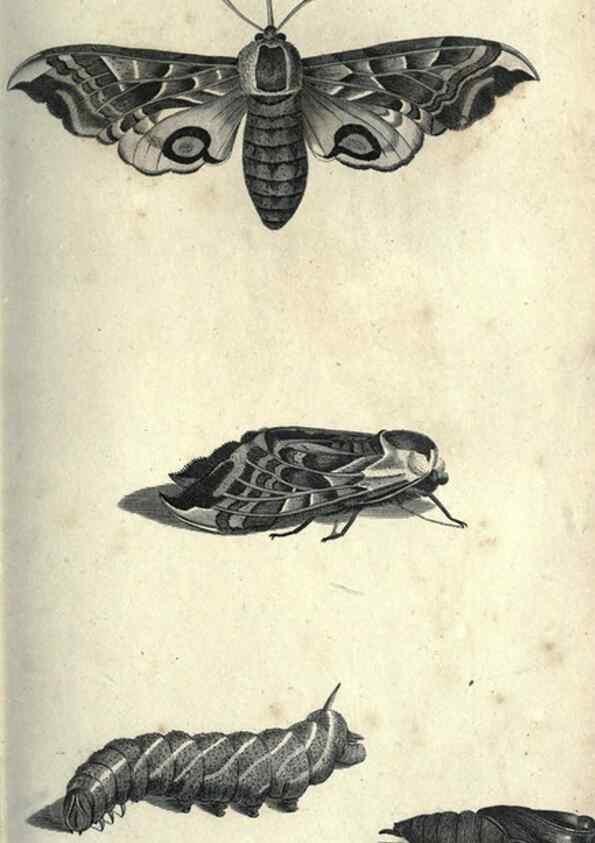 Reproducción/Reproduction 7344907830: Zoological lectures delivered at the Royal Institution. London,Kearsley,1809.