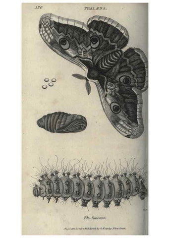 Reproducción/Reproduction 7344908888: Zoological lectures delivered at the Royal Institution. London,Kearsley,1809.