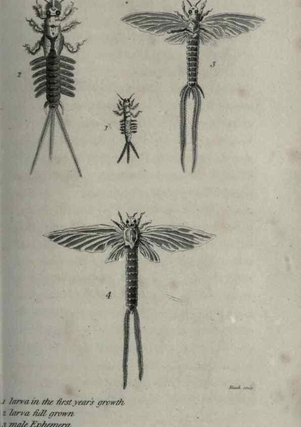 Reproducción/Reproduction 7159702909: Zoological lectures delivered at the Royal Institution. London,Kearsley,1809.