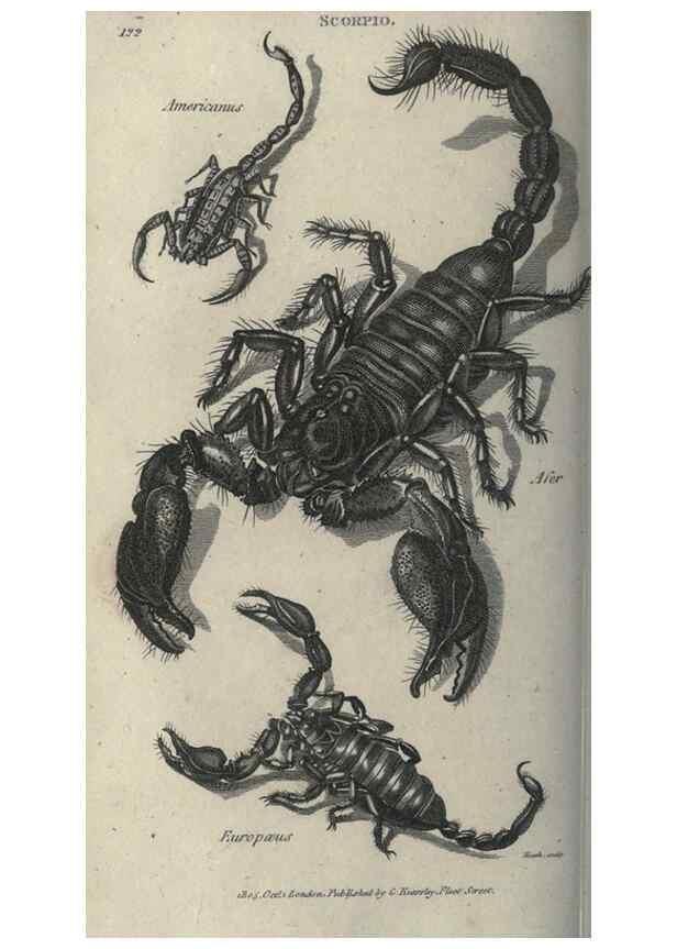 Reproducción/Reproduction 7159703717: Zoological lectures delivered at the Royal Institution. London,Kearsley,1809.