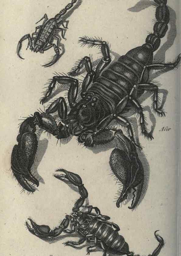 Reproducción/Reproduction 7159703717: Zoological lectures delivered at the Royal Institution. London,Kearsley,1809.
