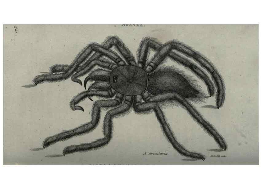 Reproducción/Reproduction 7344911414: Zoological lectures delivered at the Royal Institution. London,Kearsley,1809.