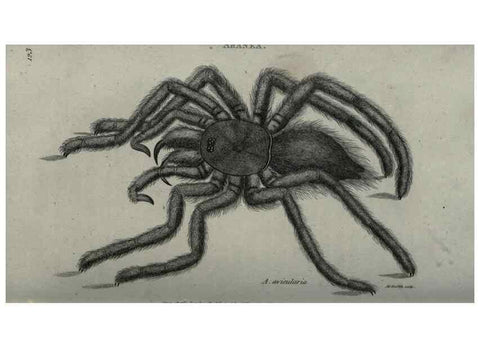 Reproducción/Reproduction 7344911414: Zoological lectures delivered at the Royal Institution. London,Kearsley,1809.