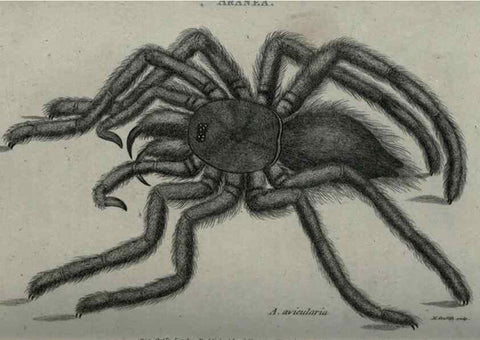 Reproducción/Reproduction 7344911414: Zoological lectures delivered at the Royal Institution. London,Kearsley,1809.