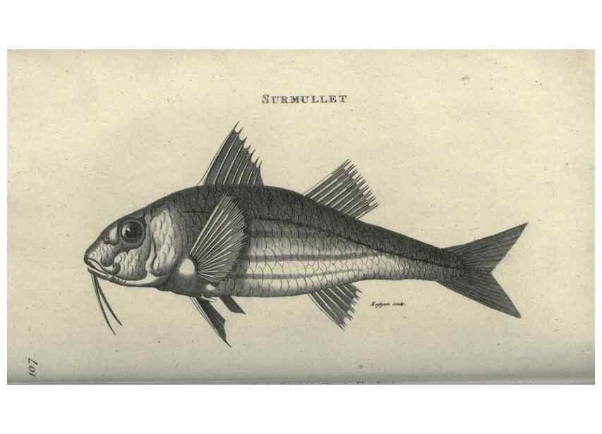 Reproducción/Reproduction 7344895740: Zoological lectures delivered at the Royal Institution. London,Kearsley,1809.