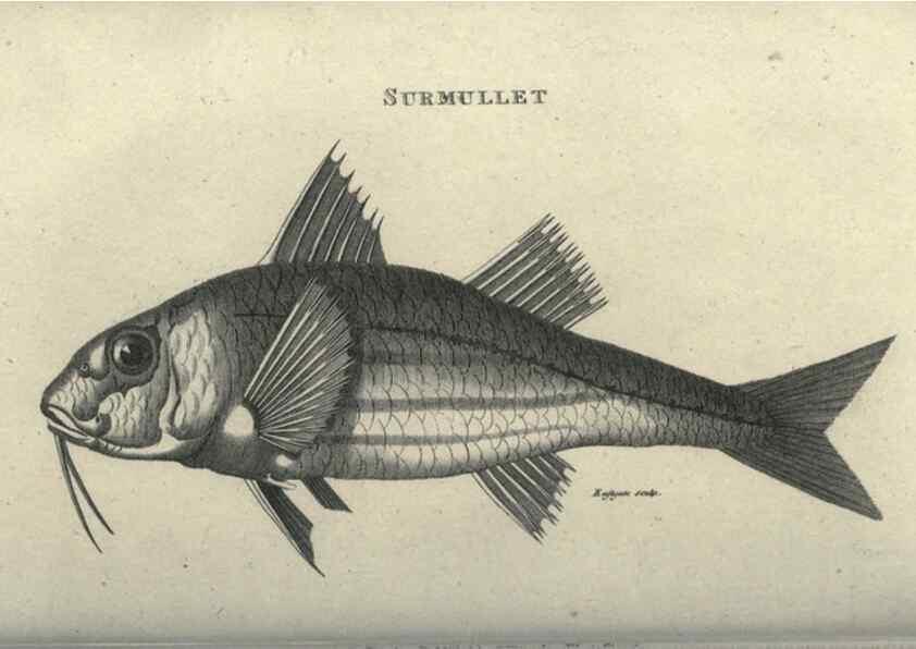 Reproducción/Reproduction 7344895740: Zoological lectures delivered at the Royal Institution. London,Kearsley,1809.