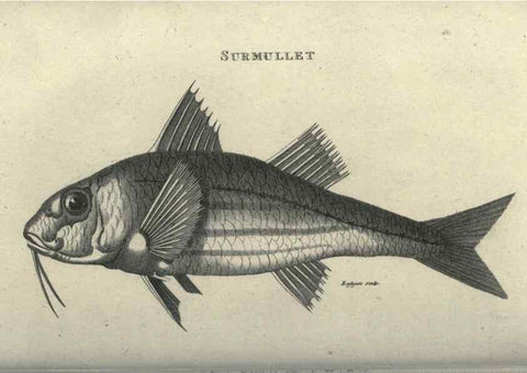 Reproducción/Reproduction 7344895740: Zoological lectures delivered at the Royal Institution. London,Kearsley,1809.